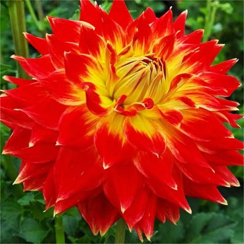 Саженцы Георгина декоративная макси Tyler James (Тайлер Джеймс)