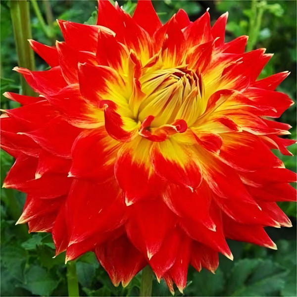 Саженцы Георгина декоративная макси Tyler James (Тайлер Джеймс)