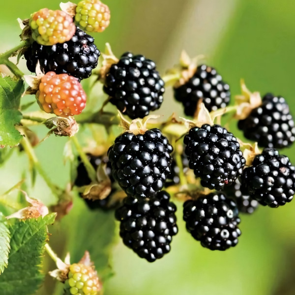 Саженцы Ежевика Апачи