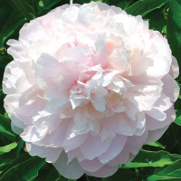 Саженцы Пион My Love (Май Лав)