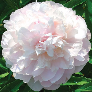 Саженцы Пион My Love (Май Лав)