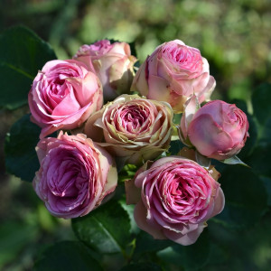 Саженцы Роза спрей Мими Эден