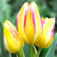 Луковицы Тюльпан многоцветковый Антуанетта (в упаковке - 3шт.)