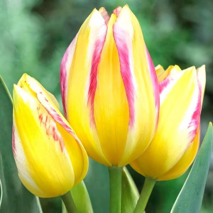 Тюльпан многоцветковый Антуанетта (в упаковке - 3шт.)