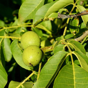 Саженцы Орех грецкий Карлик