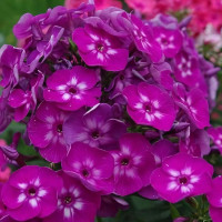 Саженцы Флокс метельчатый Katja (Катя)