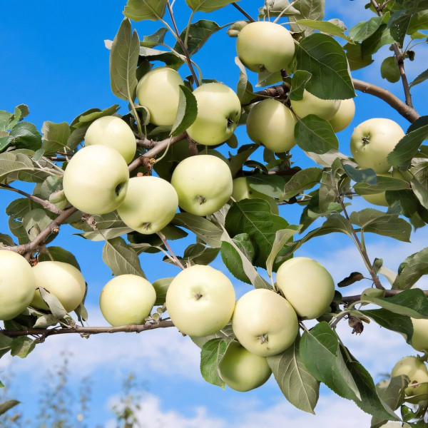Саженцы Яблоня Белый Налив