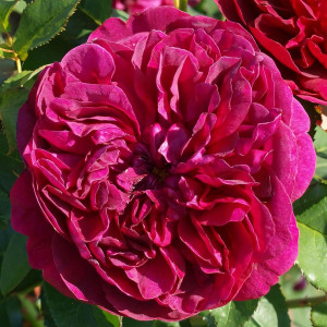 Саженцы Роза английская Дарси Бассел