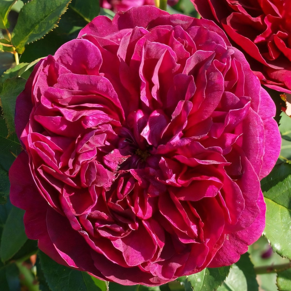 Саженцы Роза английская Дарси Бассел