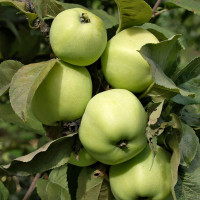 Саженцы Яблоня Антоновка