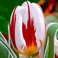 Луковицы Тюльпан Триумф Хеппи Дженерейшн