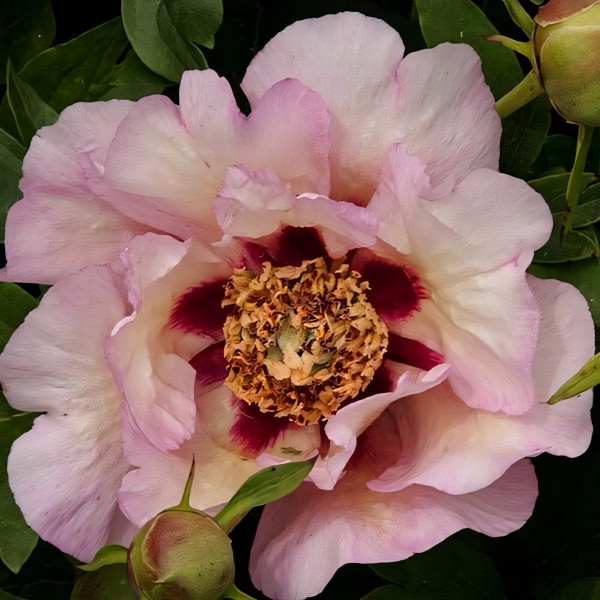 Саженцы Пион Pastel Splendour (Пастел Сплендор)