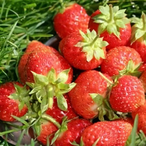 Клубника ремонтантная (крупноплодная) Остара 5 шт. в упаковке