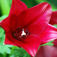 Луковицы  Лилия длинноцветковая Divine (Дивайн) (3шт.)