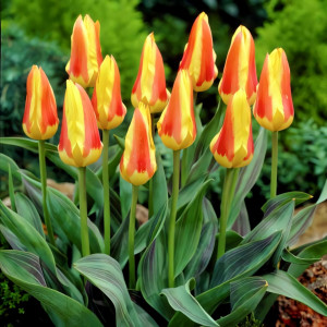 Тюльпан Кауфмана Корона (в упаковке - 3шт.)