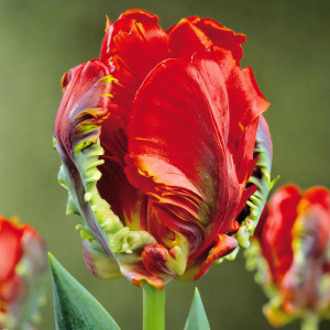 Тюльпан попугайный Рококо (в упаковке - 3шт.)