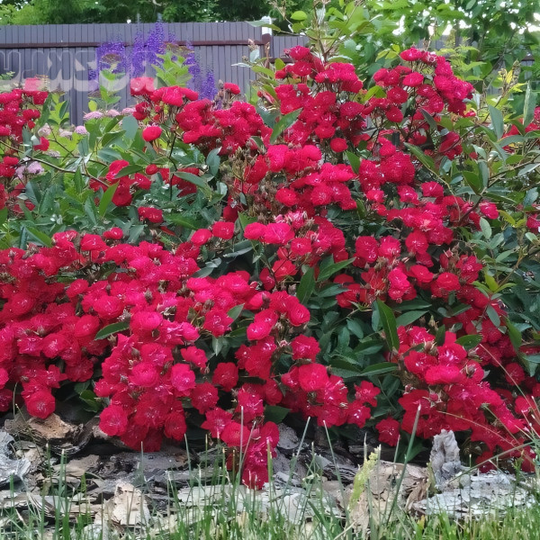 Саженцы Роза флорибунда Альберих