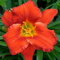 Саженцы Лилейник Amadeus (Амадеус)