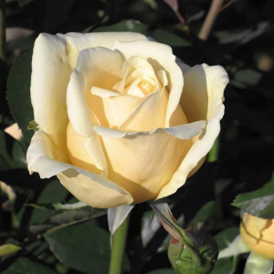 Саженцы Роза чайно-гибридная Ванилла