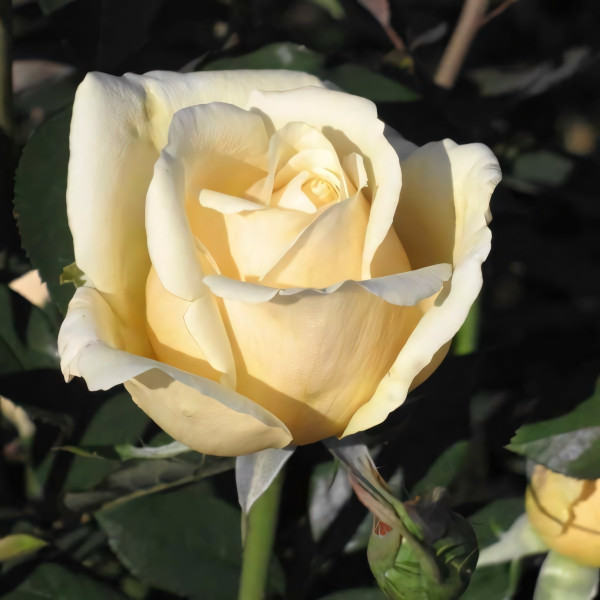Саженцы Роза чайно-гибридная Ванилла