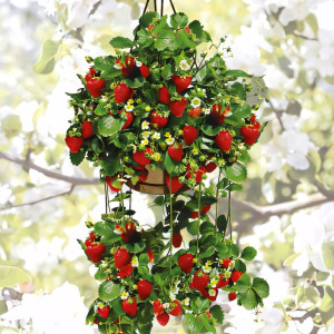 Клубника ремонтантная (крупноплодная) Подвесная 5 шт. в упаковке