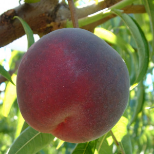 Саженцы Персик Шугар Тайм