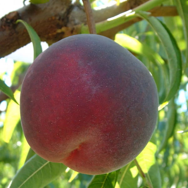 Саженцы Персик Шугар Тайм