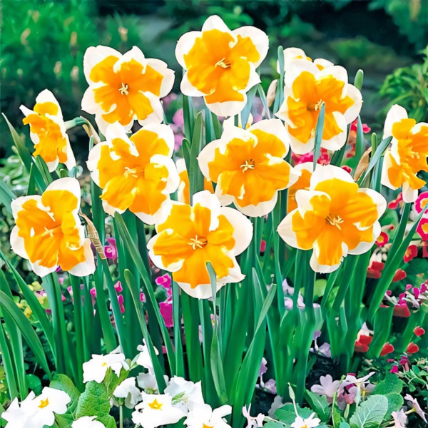 Луковицы Нарцисс Оранжери (в упаковке - 3шт.)