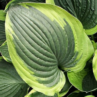 Саженцы Хоста Abiqua Moonbeam (Абиква Мунбим) L