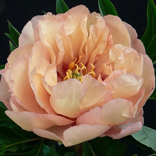 Саженцы Пион Canary Brilliants (Кэнари Бриллиантс)