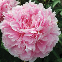 Саженцы Пион Pillow Talk (Пиллоу Ток)