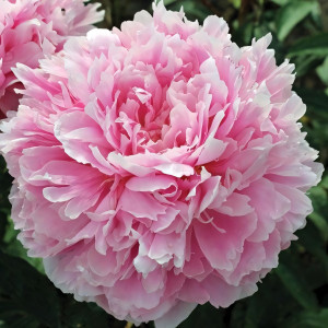 Саженцы Пион Pillow Talk (Пиллоу Ток)