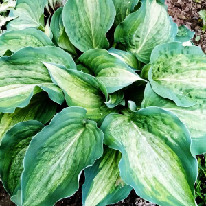 Саженцы Хоста Ghostmaster (Гостмастер) L