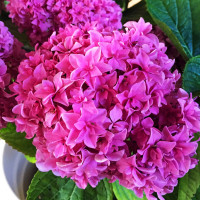 Саженец Гортензия крупнолистная You and Me Perfection (Ю энд Ми Перфекшн)