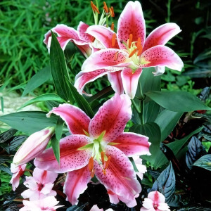  Лилия восточная Idaho (Айдахо)