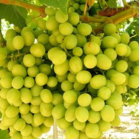 Саженцы Виноград кишмиш Рататуй