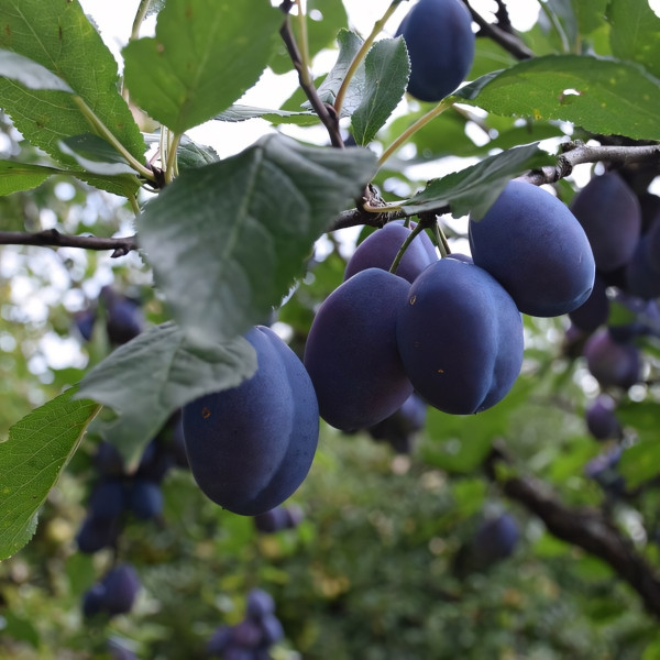 Саженцы Слива Венгерка