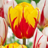 Луковицы Мега экономия! Тюльпан Холанд Куин (в упаковке - 3шт.)