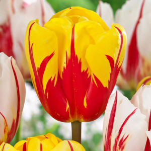 Тюльпан Холанд Куин (в упаковке - 3шт.)