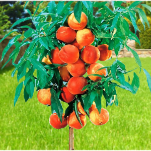 Саженцы Персик колоновидный Тотем садовода