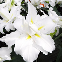 Луковицы  Лилия махровая восточная Blizzard (Близзард) (3шт.)