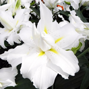  Лилия махровая восточная Blizzard (Близзард)