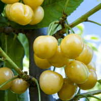 Саженцы Черешня Крупноплодная желтая