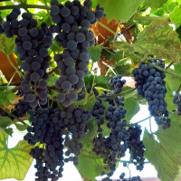 Саженцы Виноград Восторг черный