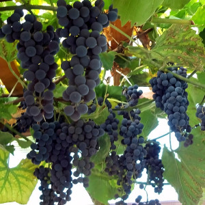 Саженцы Виноград Восторг черный