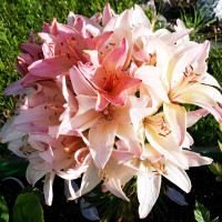 Луковицы  Лилия биколор азиатская Marlenе (Марлен) (3шт.)