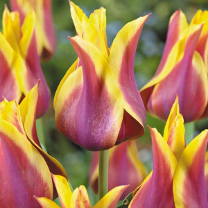 Тюльпан лилиецветный Баллада Дрим (в упаковке - 3шт.)