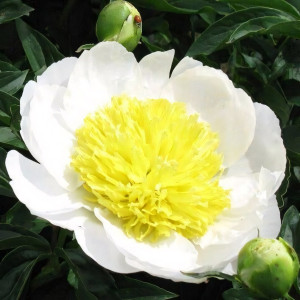 Саженцы Пион Stellar Charm (Стеллар Чарм)