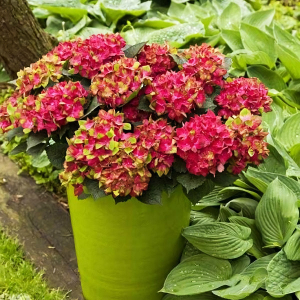 Саженец Гортензия крупнолистная Grunes Gewolbe (Грюнес Гевёльбе)