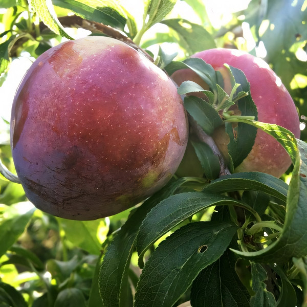 Саженцы Слива Блэк Амбер